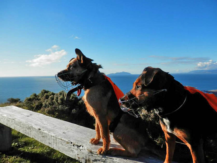 bail chase wellington